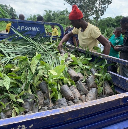 Coffee seedlings being loaded for distribution 
