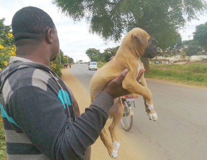 •Pets sold on the streets may harbour undetected viruses Don’t buy pets from street hawkers — Vet