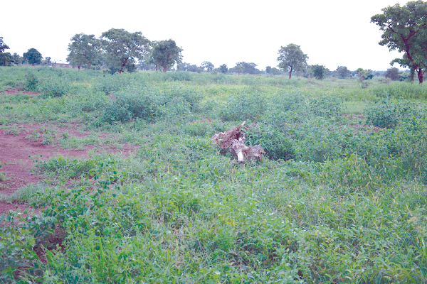  Another part taken over by weed