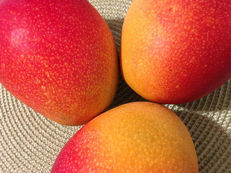 mangoes