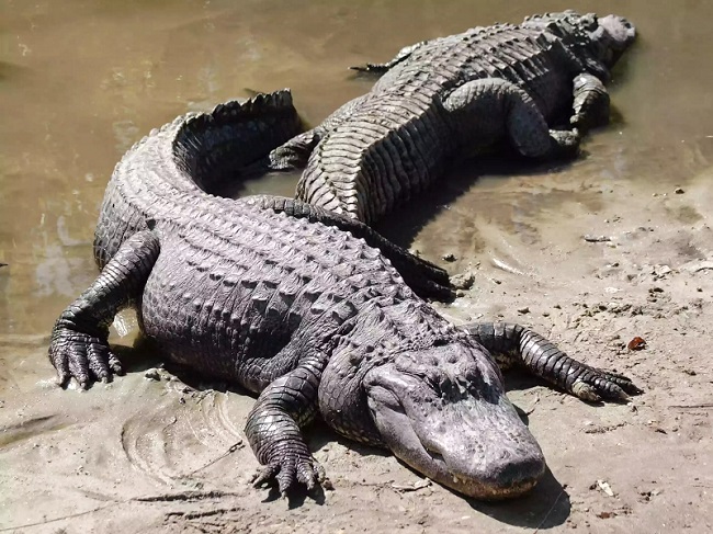 Alligator