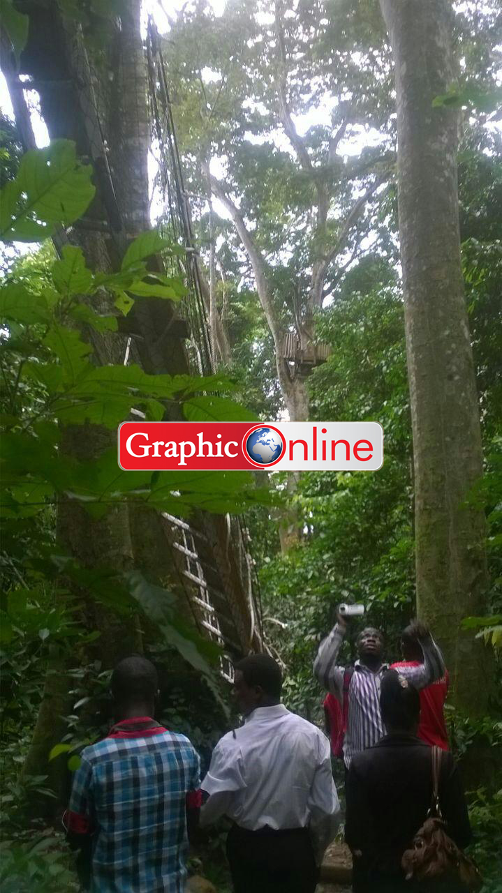 The collapsed canopy. Picture by George Folley