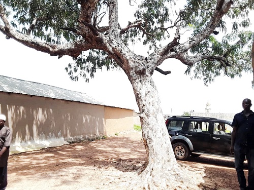 Wuriyanga mud mosque, mystery tree ; 200 years old but still standing for Allah 