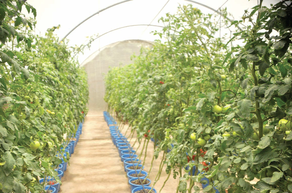 A pictorial view of the Green House Vegetation. Picture: NII MARTEY BOTCHWAY