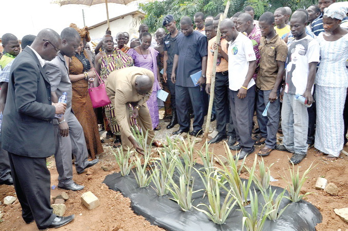 Mr Sarpong planting one of the improved organic sugarloaf pineapple plants to launch the programme at Ekumfi Essarkyir while some guests at the launch look on