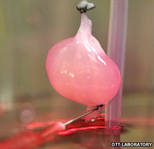 The rat kidney was grown in the laboratory