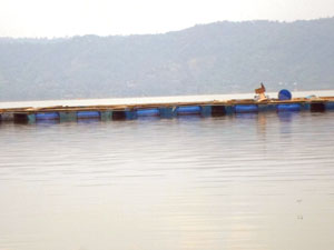 The feed used in these fish cages generates pollutants that kill a lot of fish and other acquatic organism