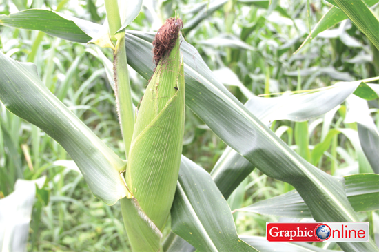 Stalks of maize plant on a farm