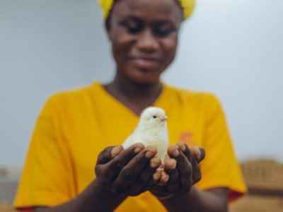 Kuipers Breeders Hatchery marks two years of milestone growth in Ghana’s poultry sector