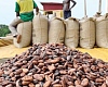 cocoa beans