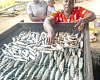 Nana Joojo Solomon — President of the National Fisheries Association of Ghana