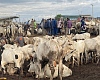 File photo : Some livestock on sale at the Nima roundabout in Accra. Picture: ELVIS NII NOI DOWUONA