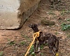 Eastern Region: Fire Service rescues dog from well