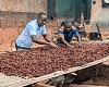  Some cocoa farmers drying cocoa beans 