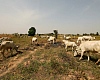 Cattle graze in a field in Paiko, Niger State, Nigeria November 27, 2018. Picture taken November 27, 2018. REUTERS/Afolabi Sotunde/File Photo Purchase Licensing Rights