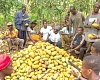Farmers breaking cocoa pods to extract the beans for fermentation