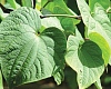 Kava in Vanuatu