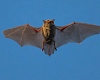 New bat coronavirus that poses risk to humans via same route as Covid-19 