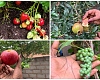 Most of these foreign fruits can be grown in Ghana