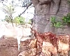 Livestock now feed on tree bark to survive