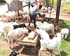 Osman Zakaria, a trader, at his animals selling point