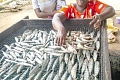 Nana Joojo Solomon — President of the National Fisheries Association of Ghana