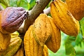 Victus Dzareh Dzah  — Executive Secretary, Licensed Cocoa Buyers Association of Ghana