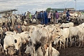 File photo : Some livestock on sale at the Nima roundabout in Accra. Picture: ELVIS NII NOI DOWUONA