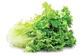 Lettuce is rich in vitamin K, which is important for bone health