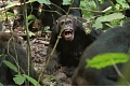 This shows adult male chimpanzees of one group attacking a male chimpanzee of another group in 2019