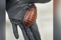 Madagascar hissing cockroaches are some of the biggest in the world