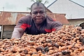 Cocoa beans, the main ingredient in chocolate, are first fermented after being harvested and then left to dry in the sun