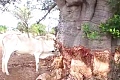 Livestock now feed on tree bark to survive