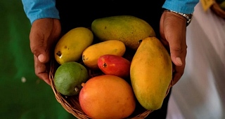 There are over 1,000 varieties of mango grown in India