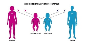 Male child preference fades among modern men 