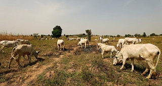 Cattle graze in a field in Paiko, Niger State, Nigeria November 27, 2018. Picture taken November 27, 2018. REUTERS/Afolabi Sotunde/File Photo Purchase Licensing Rights