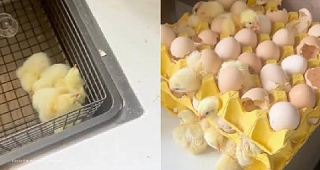  Woman returns from holiday to find 70 chicks have hatched from eggs she bought (VIDEO)