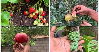 Most of these foreign fruits can be grown in Ghana
