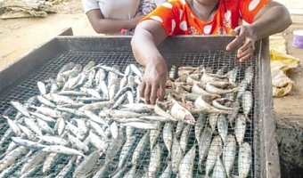 Nana Joojo Solomon — President of the National Fisheries Association of Ghana