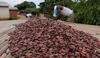 Koukou Koffi Krah Denos and Ouattara Drissa, cocoa farmers who said that they have been waiting for several months for the purchase of their harvest, sun-dry cocoa beans in Pont Nero, a village in San-Pedro, Ivory Coast, February 13, 2026. REUTERS/Luc Gnago