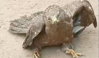 Kite migratory bird. INSET: A ring with inscription from the Brasils Museum