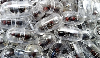 Some ants were recovered in test tubes while others were concealed in tissue paper rolls