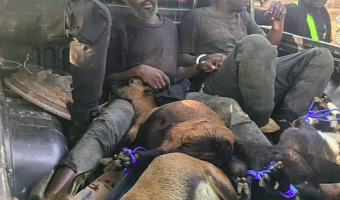 Police officer shot during chase of goat-stealing syndicate in Central Region