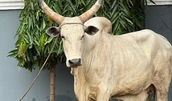 Linda Ocloo: Regional Minister assures Kanda Highway livestock traders will vacate area by Saturday
