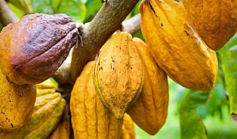 Victus Dzareh Dzah  — Executive Secretary, Licensed Cocoa Buyers Association of Ghana