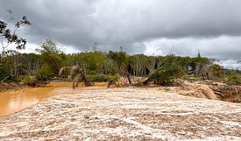 A vast area of a rubber plantation degraded as a result of illegal mining activities