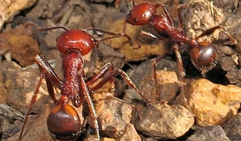 Giant African harvester ants - seen here in Kenya - are popular with hobby collectors around the world