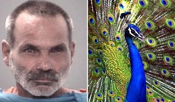 Man arrested after allegedly killing, cooking, and eating two of his pet peacocks