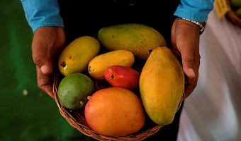 There are over 1,000 varieties of mango grown in India
