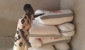Sacks of maize harvested